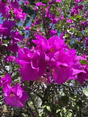 Bougainvillea