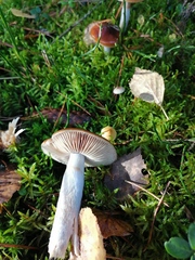 Cortinarius trivialis