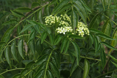 Sambucus australis