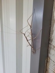 Phasmatinae