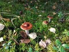 Cortinarius trivialis