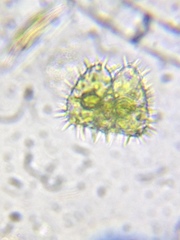 Staurastrum polytrichum