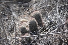 Mammillaria dioica dioica