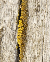 Candelariella efflorescens