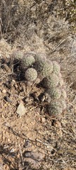 Mammillaria dioica dioica