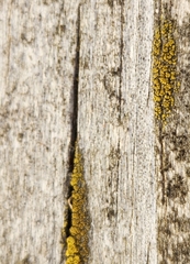 Candelariella efflorescens