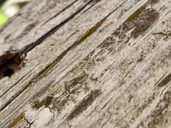 Candelariella efflorescens