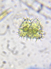 Staurastrum polytrichum