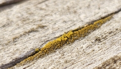 Candelariella efflorescens