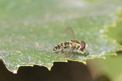 Toxomerus occidentalis