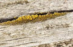 Candelariella efflorescens