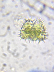 Staurastrum polytrichum