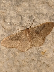 Idaea eugeniata