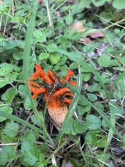 Lysurus corallocephalus