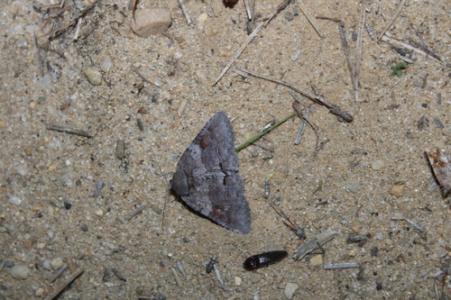 Gray Spring Zale Moth photo 4