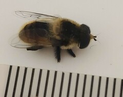 Eristalis anthophorina