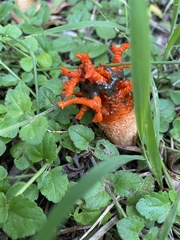 Lysurus corallocephalus