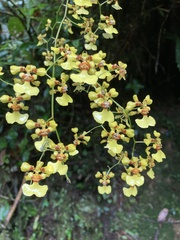 Oncidium