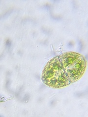 Cosmarium ovale