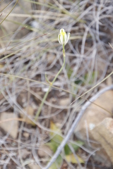Albuca longipes
