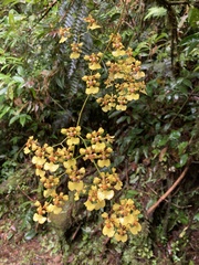 Oncidium