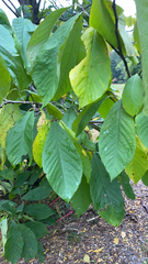 Asimina triloba