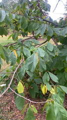 Asimina triloba