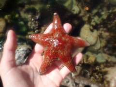 Dermasterias imbricata