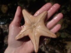 Dermasterias imbricata