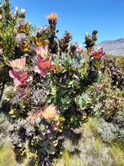 Protea eximia