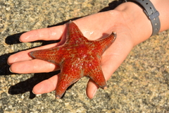 Dermasterias imbricata