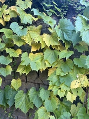 Vitis