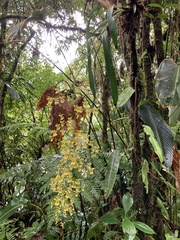 Oncidium