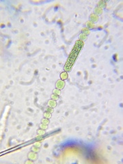 Nostocales