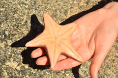 Dermasterias imbricata