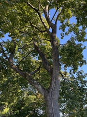 Acer platanoides