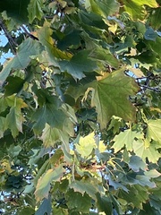 Acer platanoides
