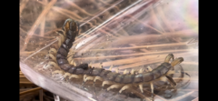 Hemiscolopendra marginata