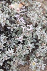 Macledium spinosum