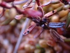 Arwidssonia empetri