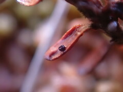Arwidssonia empetri