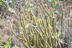 Bergerocactus emoryi
