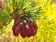 Protea nana