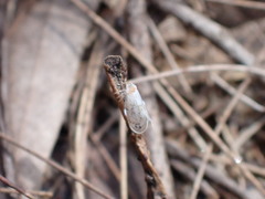 Saccharodite chrysonoe