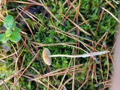 Galerina semilanceata