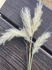 Bothriochloa longipaniculata