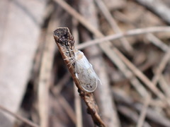 Saccharodite chrysonoe