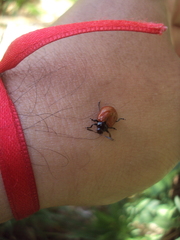 Plagiodera erythroptera
