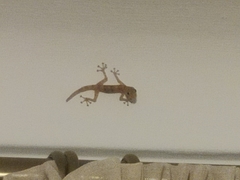 Ptyodactylus