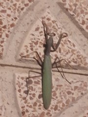 Sphodromantis viridis